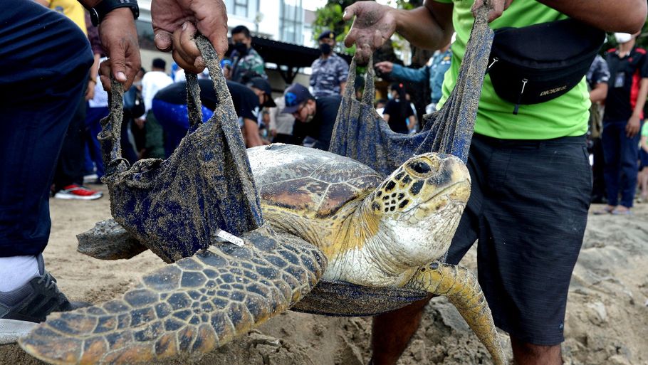 De grønne havskildpadder, der er en af verdens største slags skildpadder, er truede og beskyttede i Indonesien. Foto: Antara Foto/Reuters
