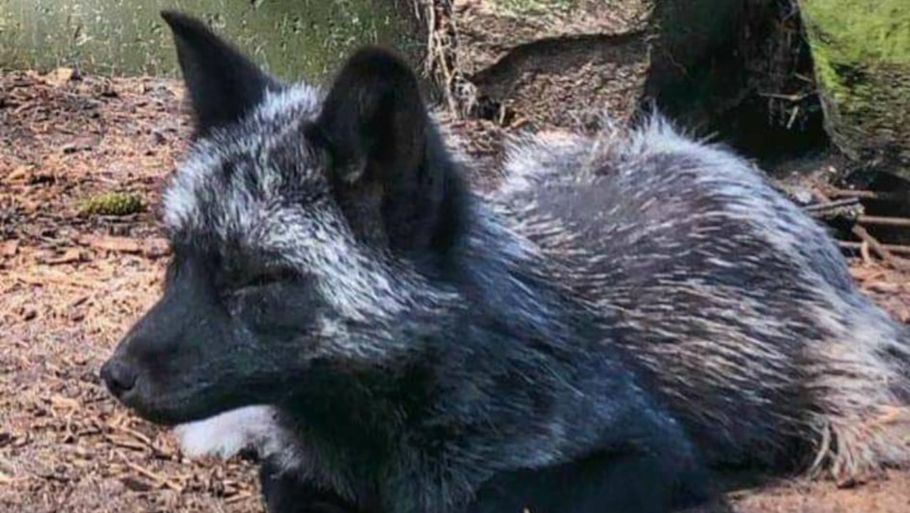 I godt tre uger har en lille sølvræv været på fri pote på Lolland. Flere har set ræven, men det er endnu ikke lykkedes at fange det sky dyr. Privatfoto