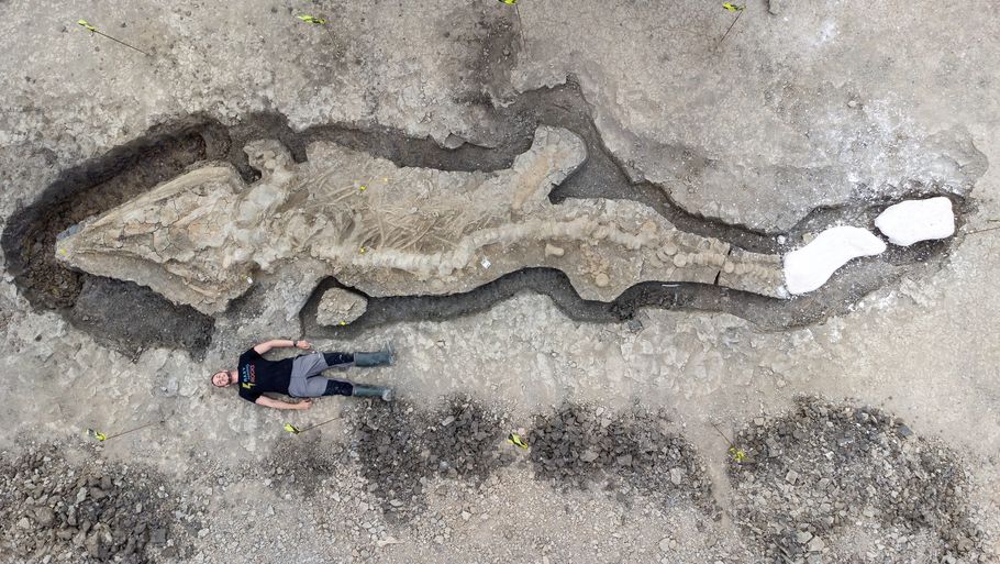 Det mere end 10 meter lange fossil. Foto: Ritzau Scanpix