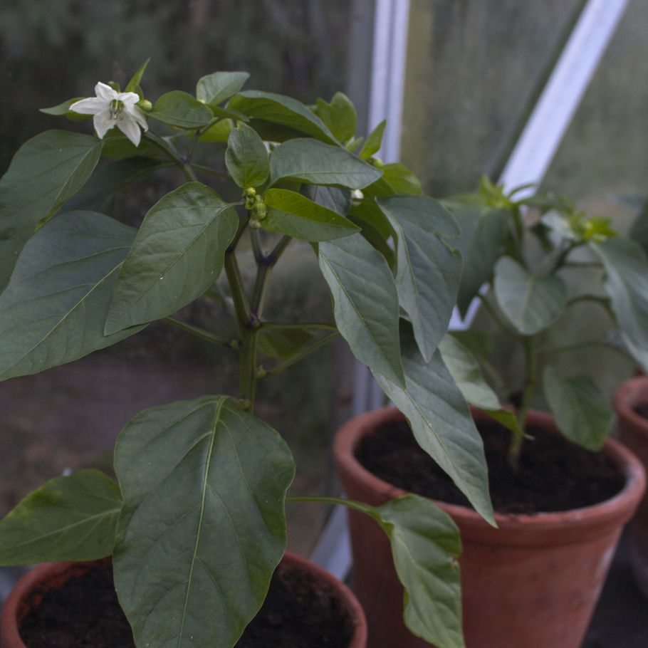 Sådan dyrker peberfrugter Bladet