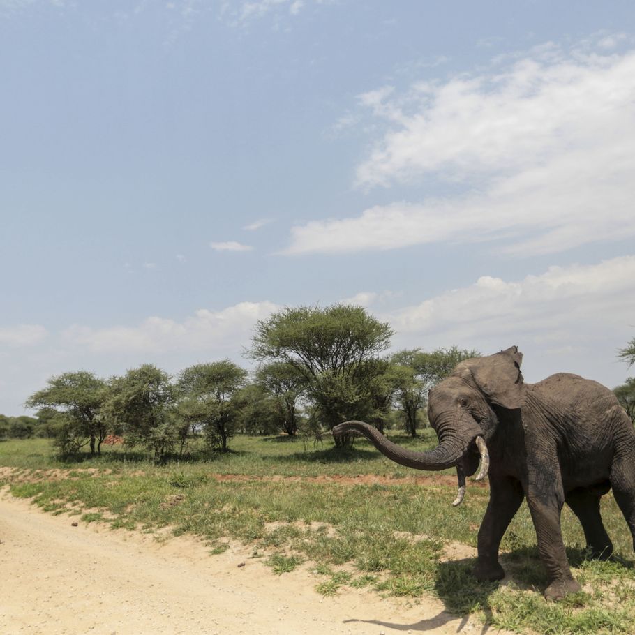 Dræbt af elefant i safaripark