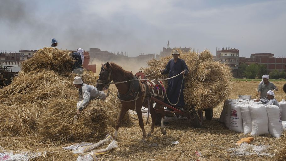Egypten er en af verdens største importører af hvede, men krigen i Ukraine hat mindsket leverancerne af hvede til verdensmarkedet og drevet prisen i vejret. Egypten forsøger derfor at øge den hjemlige produktion af hvede. Foto er fra provinsen al-Sharqia i Egypten. Foto: Amr Nabil/Ritzau Scanpix