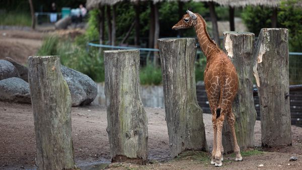 Ulykke i zoo: Giraf død Bladet