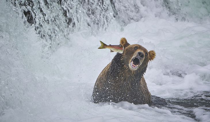 Dræber-laks nedlægger bytte. Foto: John Chaney/ Comedy Wildlife Photography Awards