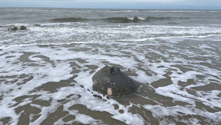Klumpfisken har en estimeret vægt på cirka 200 kg. Foto: Nordsøen Oceanarium