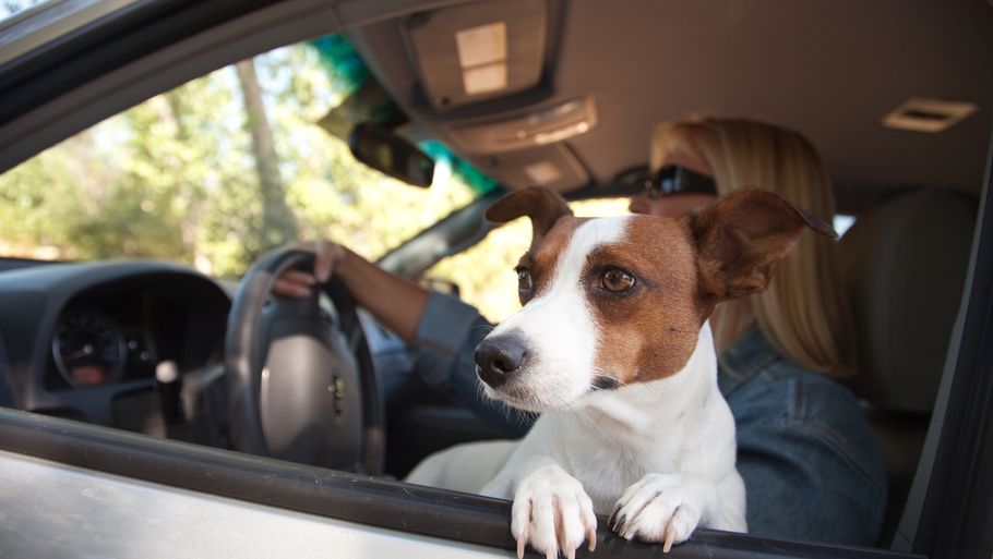 Med enkle tiltag kan man gøre det både mere sikkert og mere komfortabelt at have hund med i bilen. Arkivfoto: Colourbox