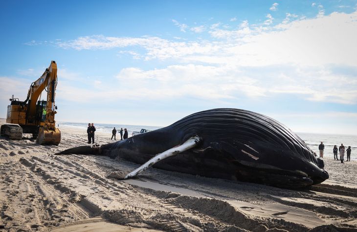 Der måtte en kran til at flytte den tunge hval. Foto: Mike Segar/Ritzau Scanpix