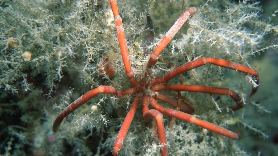 En havedderkop af arten Pycnogonum litorale. (Foto: Shutterstock)