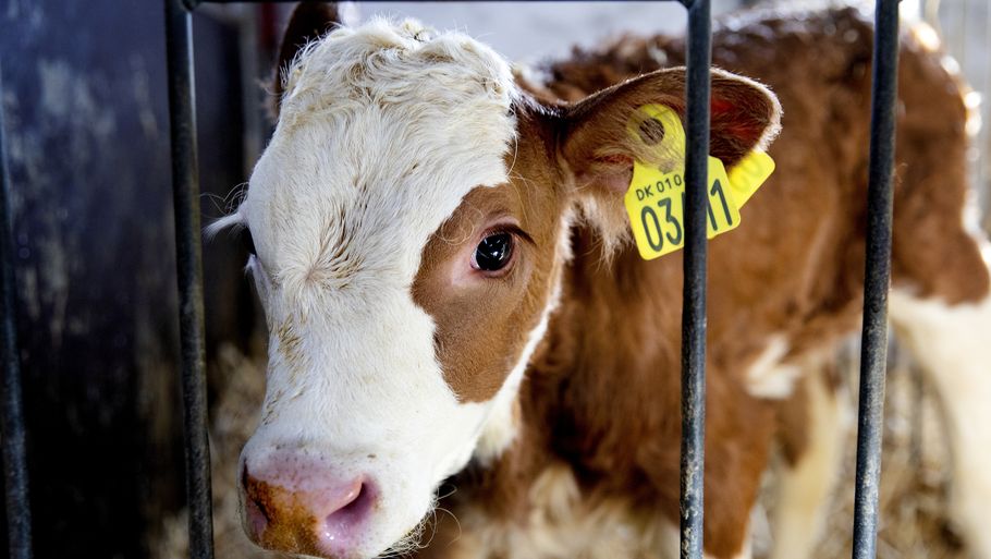 Danmark har en effektiv mælkeproduktion, men 'super køerne' er overlegene sammenlignet med de danske. Foto: Finn Frandsen