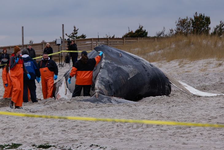 Tusinder har besøgt de døde hvaler, der er skyllet op på USA's østkyst. Foto: Kena Betancur/Ritzau Scanpix