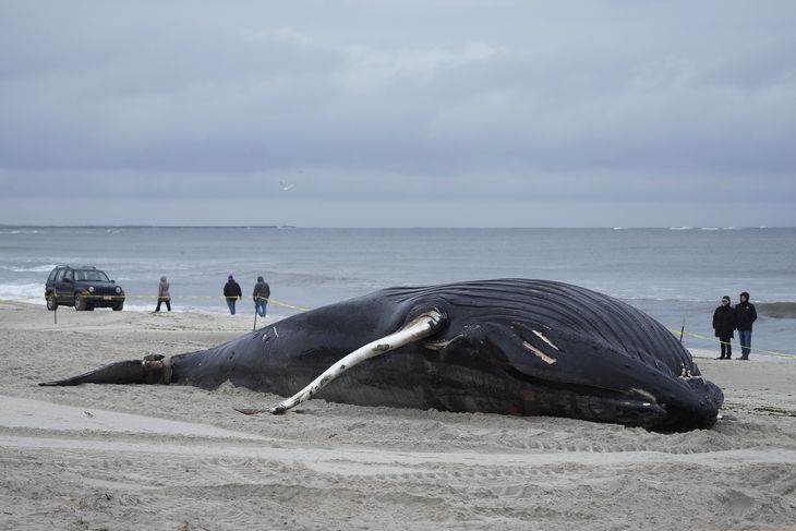 En af de døde hvaler blev fundet på stranden Lido Beach i delstaten New York. Foto: Seth Wenig/Ritzau Scanpix