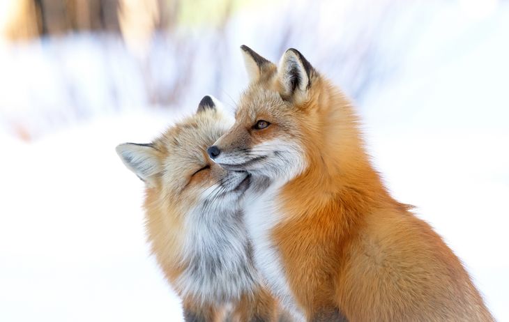 To ræve hilser kærligt på hinanden. (Foto: Brittany Crossman)