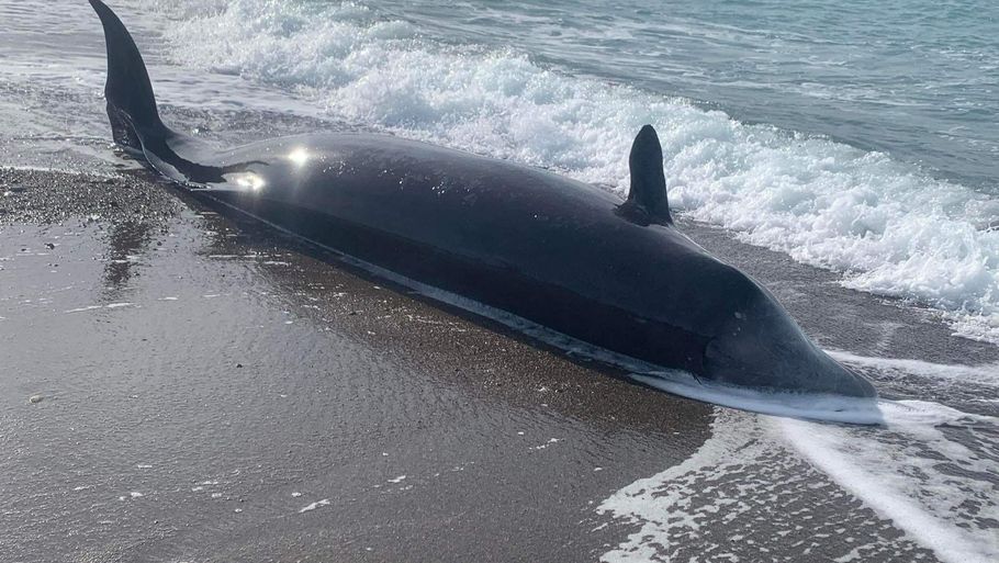 En af de døde hvaler ses her på den nordlige kyst i Cypern. Foto: Handout/Reuters