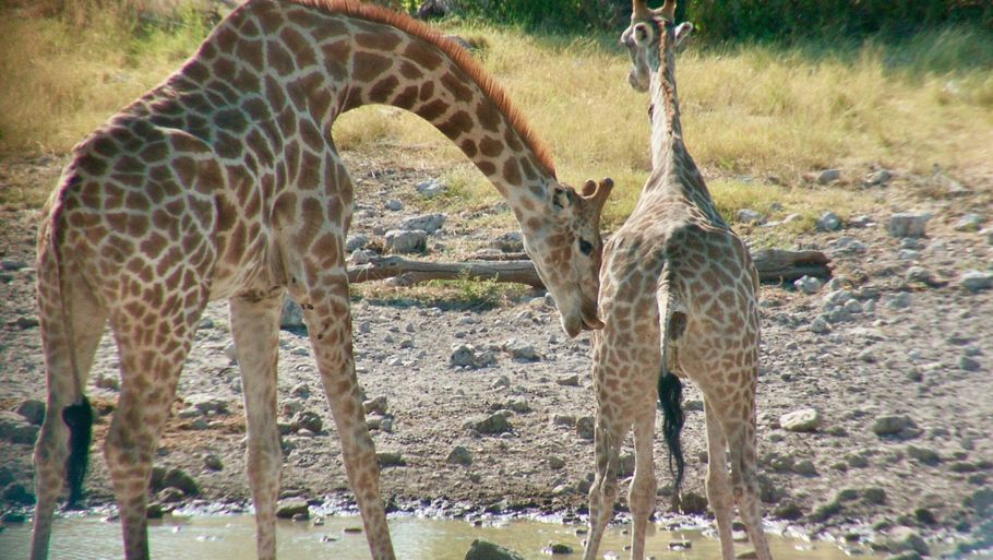 Snart ved giraftyren, som 'flehmer' (krøller sin overlæbe tilbage, blotlægger sine fortænder og inhalerer) bag den tissende hungiraf, om det er tid til parring. (Foto Lynette Hart/UC Davis)