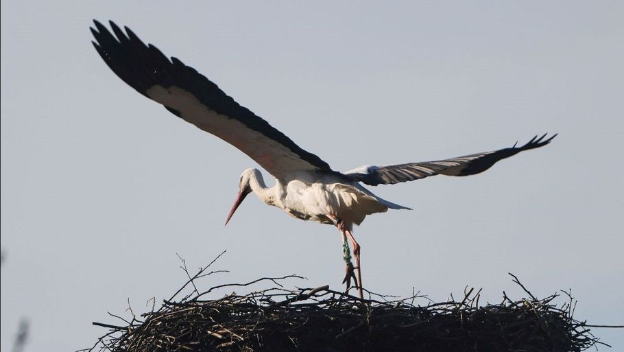 Den 28. februar er den første stork kommet retur til Danmark fra det sydvestlige Europa. Storken har slået sig ned i en rede i Sønderjylland. Foto: ©Storkene.dk/Free