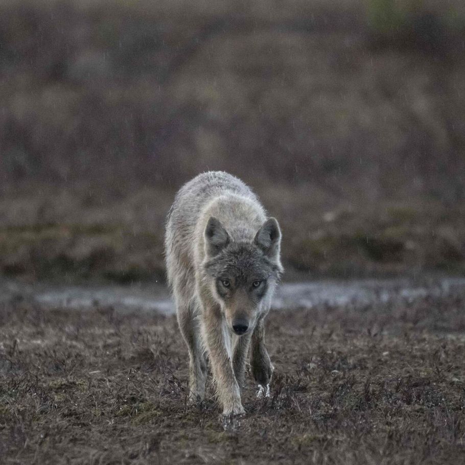 ukuelige donor Vågn op Jægere skyder rekordstor ulv i Sverige – Ekstra Bladet