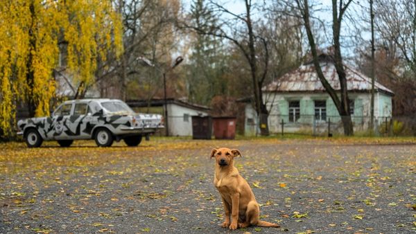 Herreløse hunde Tjernobyl har – Ekstra Bladet