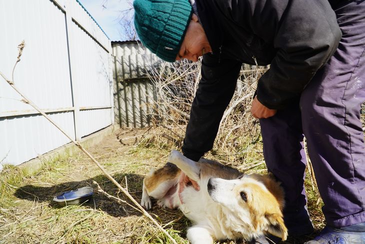 Iryna Samozvanova giver lidt ekstra opmærksomhed til hunden her, der blev såret under den russiske besættelse og har mistet en pote. Foto: Stefan Weichert