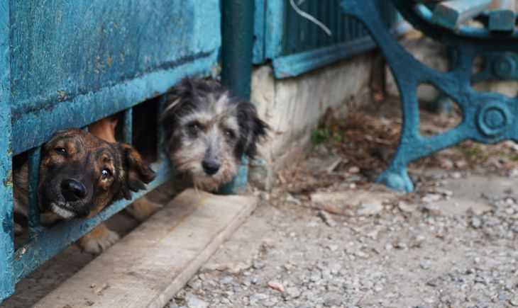 Hundene kigger langt efter Iryna, når hun forlader matriklen. Foto: Stefan Weichert