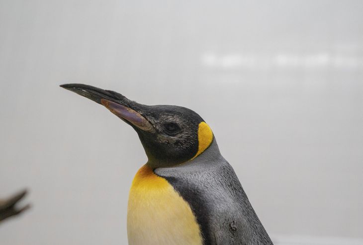 Her ses pingvinen Theo efter operationen. Alle pingvinerne har kommet sig helt. Foto: Mandai Wildlife Group