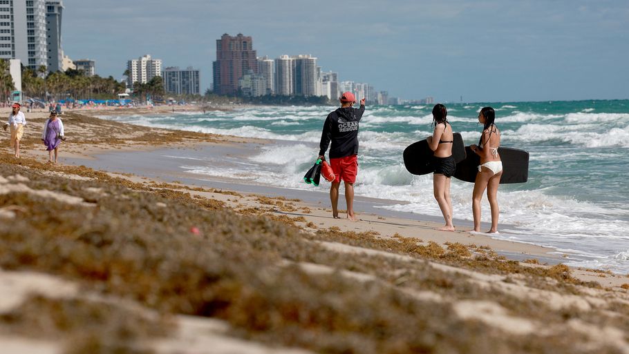 I Florida er strandene allerede fyldt med tang. Foto: Joe Raedle/Ritzau Scanpix