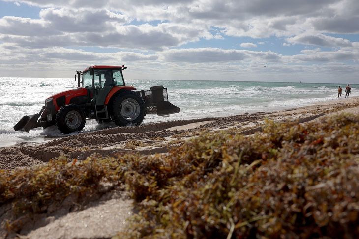 En traktor skovler tang væk fra en strand i Fort Lauderdale i den amerikanske delstat Florida. Foto: Joe Raedle/Ritzau Scanpix