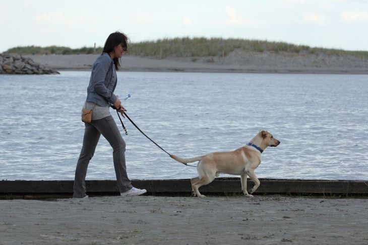 Ved de fleste strande skal man fremover have hunden i snor. Foto: Lars Hansen/Ritzau Scanpix