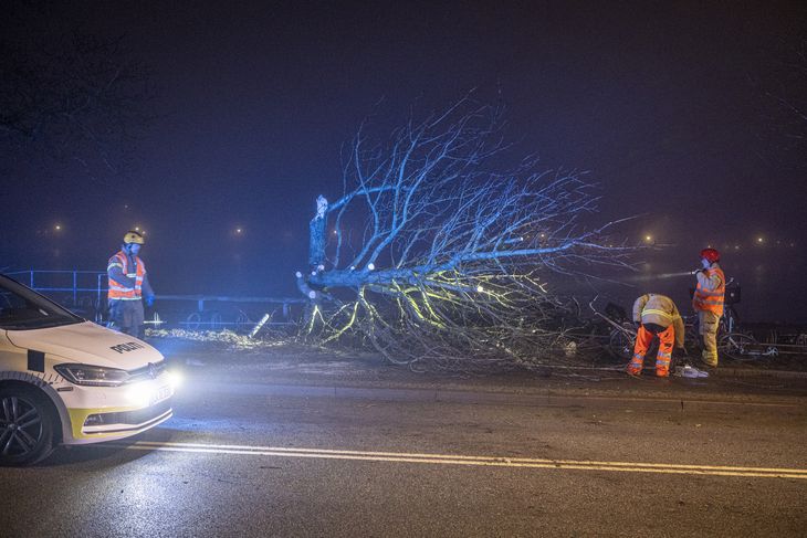 Politiet kan endnu ikke sige, hvor høj fart bilisten havde. Men træets tilstand vidner om, at der var knald på. Foto: Kenneth Meyer