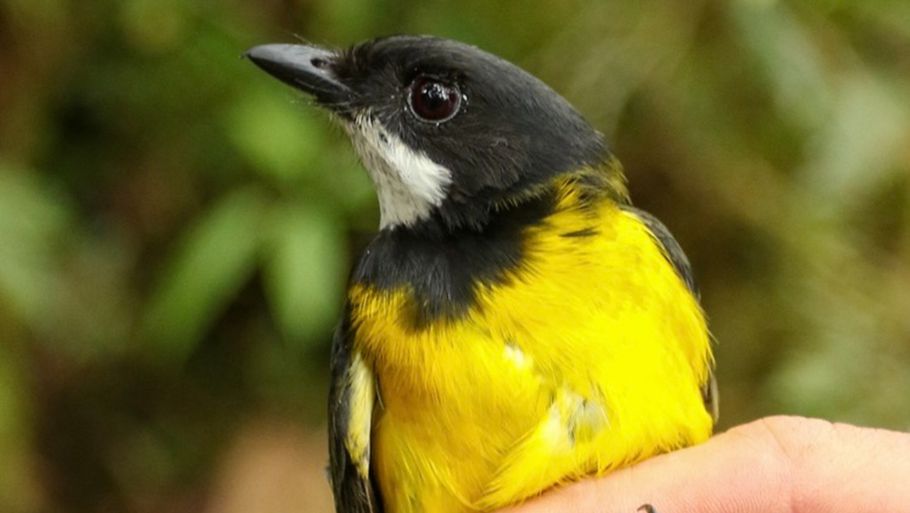 De to fuglearter var kendt i forvejen og er relativt udbredt i området. Her ses den gulnakkede fløjter. Foto: Ian Shriner