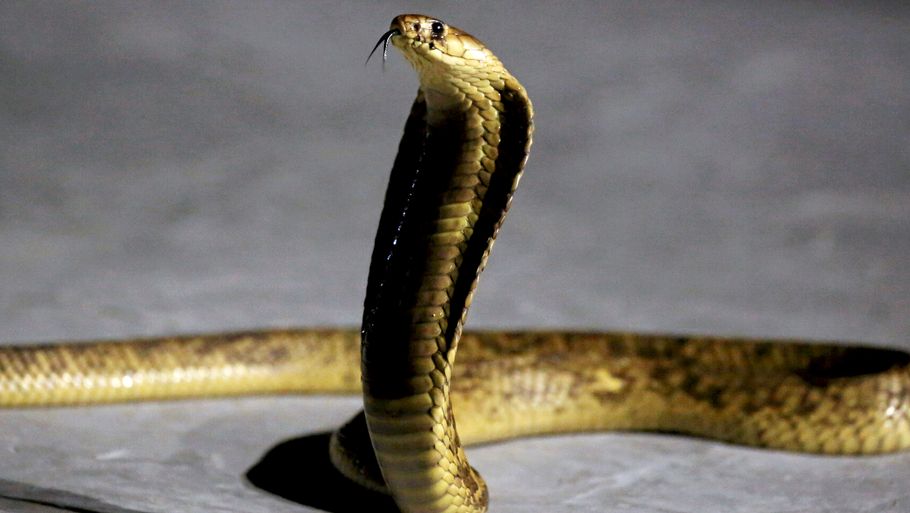 Kobraen anses som at værende en meget farlig slange, hvis bid kan dræbe et menneske på kort tid. Foto: Amr Dalsh/Ritzau Scanpix.