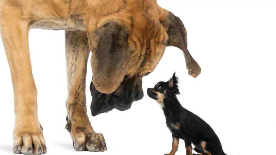 Der er stor forskel på levealder mellem store og små hunderacer, og det har forskere nu måske fundet årsagen til. (Billede: Shutterstock)