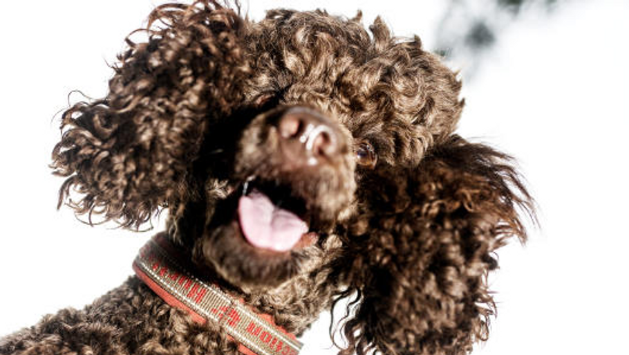 Dyrlæger i New York ser en voldsom stigning i hunde, der har spist cannabis. Denne hund er dansk - og har ikke spist cannabis. Arkivfoto: Cicilie S. Andersen/Polfoto