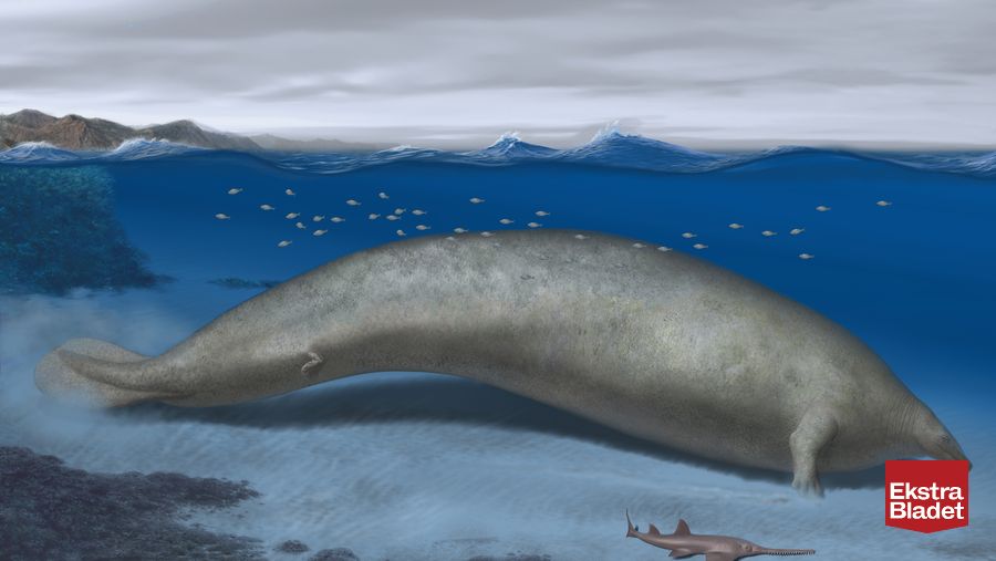 Fuldstændig vanvittigt': Gigant kraftigere knogler end blåhvalen – Ekstra Bladet