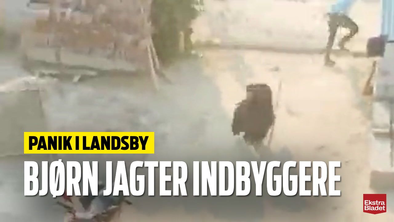 Panik I Landsby: Bjørn Jagter Indbyggere – Ekstra Bladet