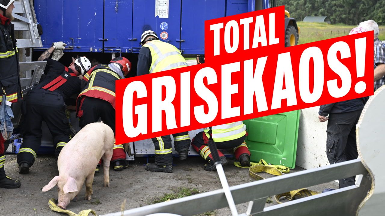 Grisekaos i Nordjylland – Ekstra Bladet