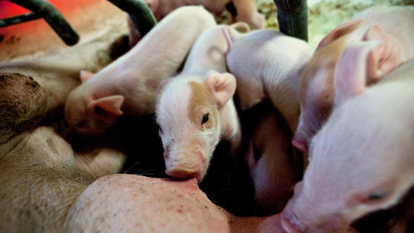 Ulovlig hale-klipning har ingen konsekvens – Ekstra Bladet