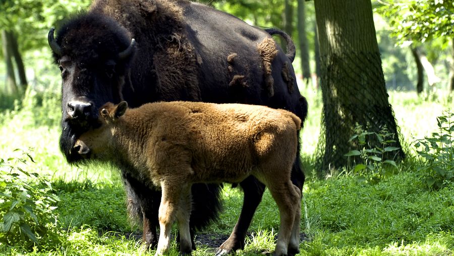 Gæst stanget af bison i Knuthenborg Safaripark – Ekstra Bladet