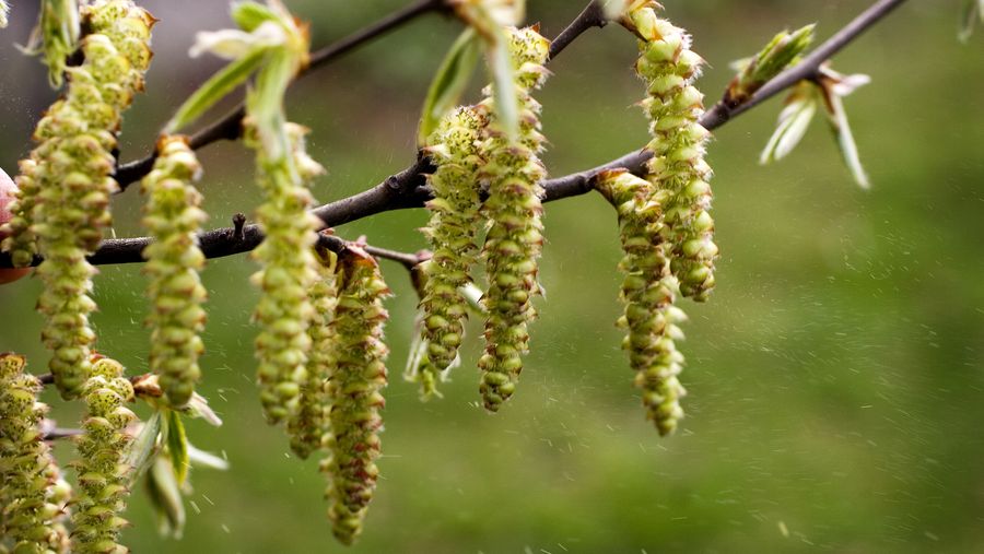 Vær klar, pollen-allergikere! Advarer om høje pollental de næste dage ...