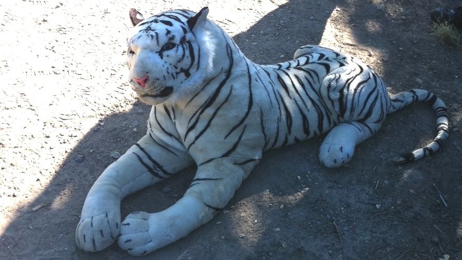 Hjælp - der er en tiger løs i nabolaget – Ekstra Bladet
