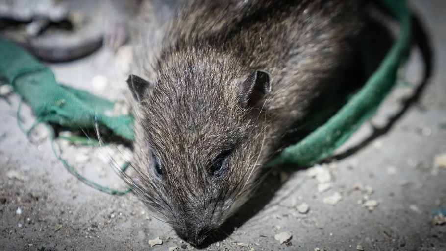 Ekspert: Rotter og muldvarpe dør i massevis i kulden – Ekstra Bladet