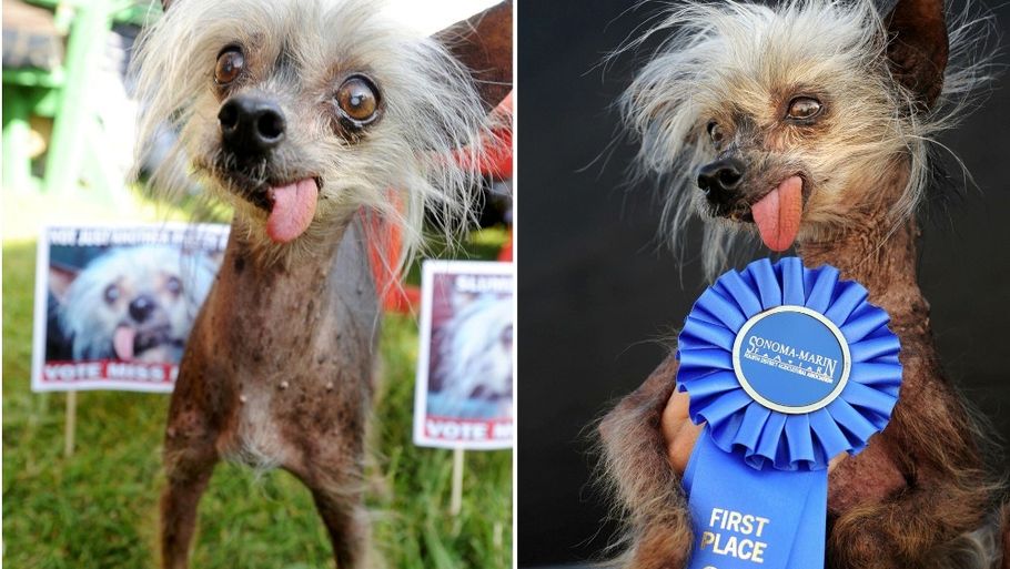 verdens-grimmeste-hund-er-d-d-ekstra-bladet