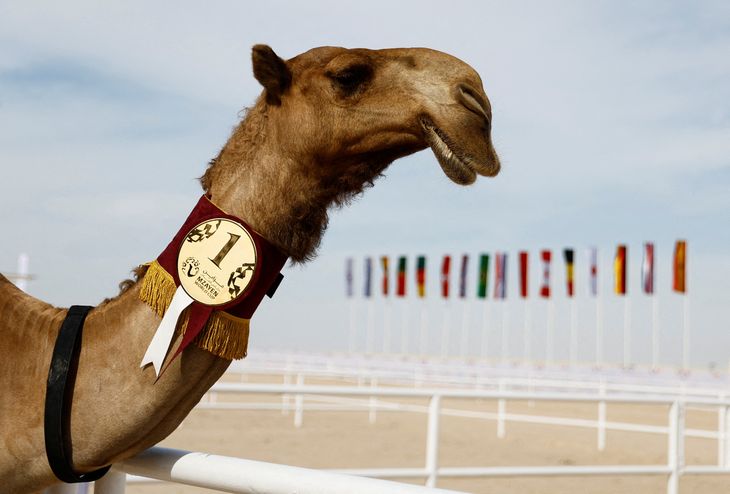 Sådan så det ud under VM i Qatar 2022, hvor der blev afholdt en lignende konkurrence. Foto: Suhaib Salem