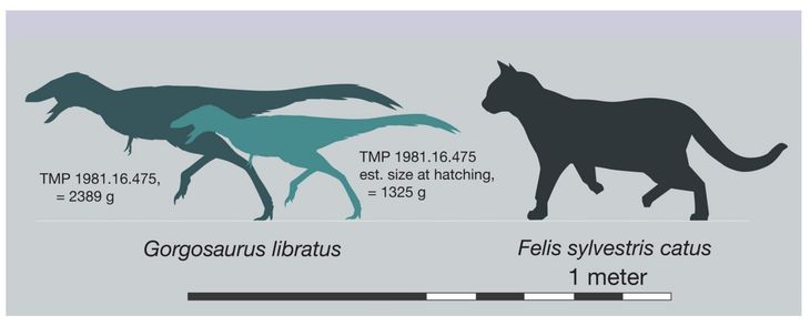 Så lille var en Tyrannosaurus rex-unge – Ekstra Bladet