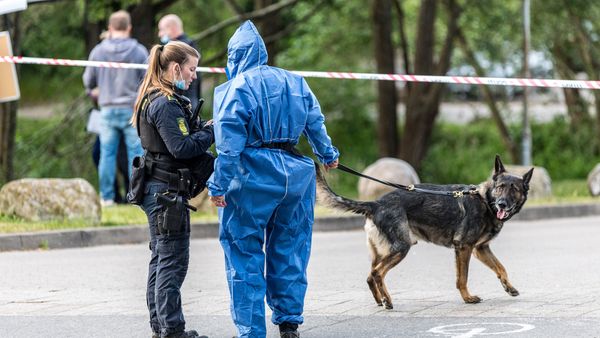 Billedet i artiklen