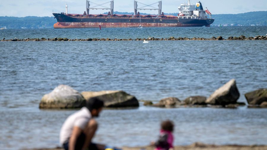 Giftig goppel fra Stillehavet har fundet vej til Øresund – Ekstra Bladet