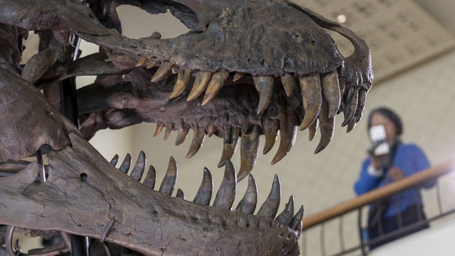 Så lille var en Tyrannosaurus rex-unge – Ekstra Bladet