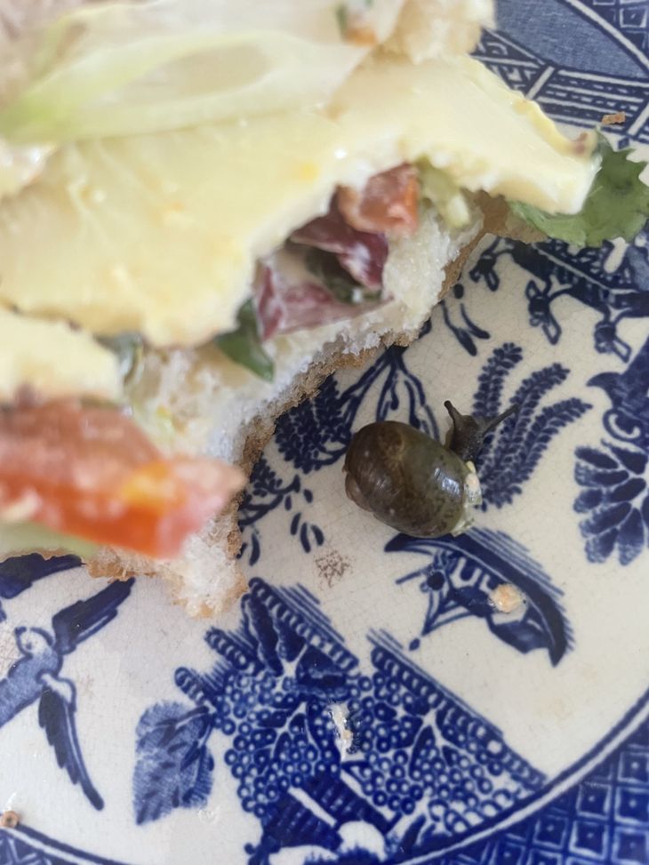 Klamkagehuset: Tilbagekalder snegle-salat – Ekstra Bladet