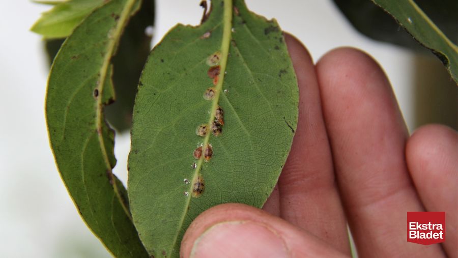 Sådan slipper du af med insekter og skadedyr i stueplanter – Ekstra Bladet