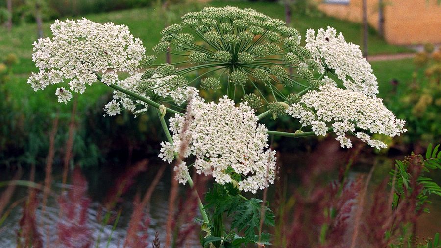 Kommune beder borgere bekæmpe invasiv og giftig plante – Ekstra Bladet